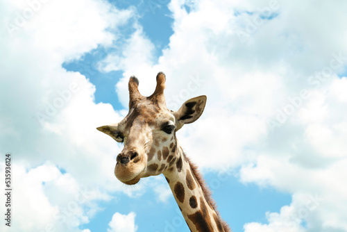 Beautiful spotted African giraffe against blue sky