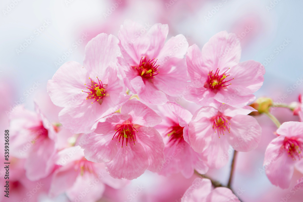 早咲き種の陽光桜をクローズアップ 早咲き種の陽光桜をクローズアップ