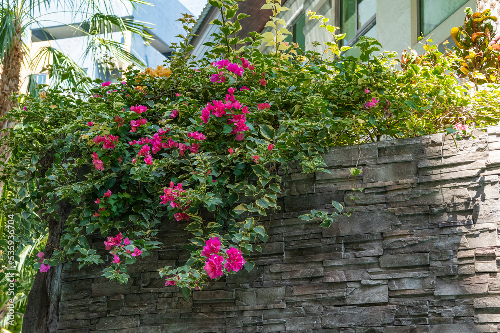 A beautiful shrub with red flowers grows on top of a stone decorative wall in a condominium.