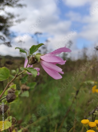 pink mallow in the field 