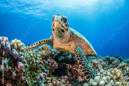 Hawksbill sea turtle