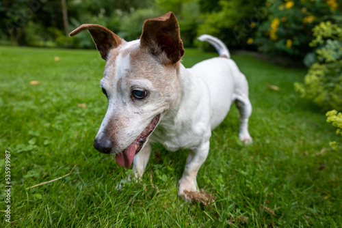 Jack Russell Terrier Dog in Green Garden