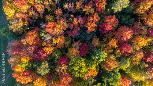 Fall Colours © NZP Chasers