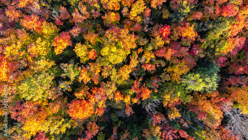 Fall Colours © NZP Chasers