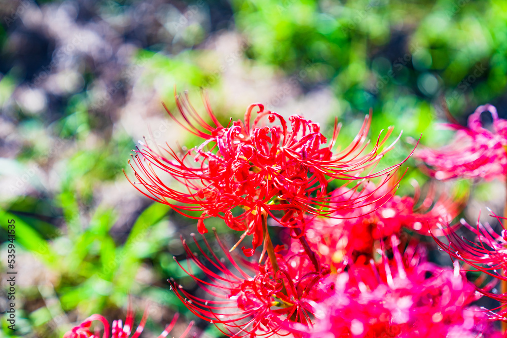 彼岸花　ヒガンバナ　曼珠沙華　リコリス　石蒜　【 お彼岸 の イメージ 】