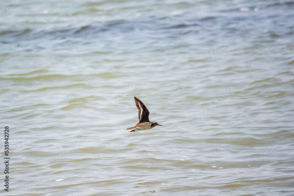Common sandpiper, Actitis hypoleucos, flying over lake water