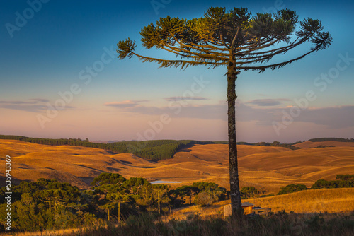 Southern Brazil countryside landscape at sunrise with single araucaria