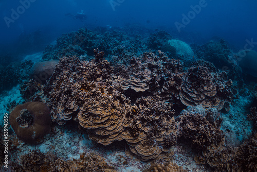 Fototapeta Naklejka Na Ścianę i Meble -  coral reef hard in blue ocean