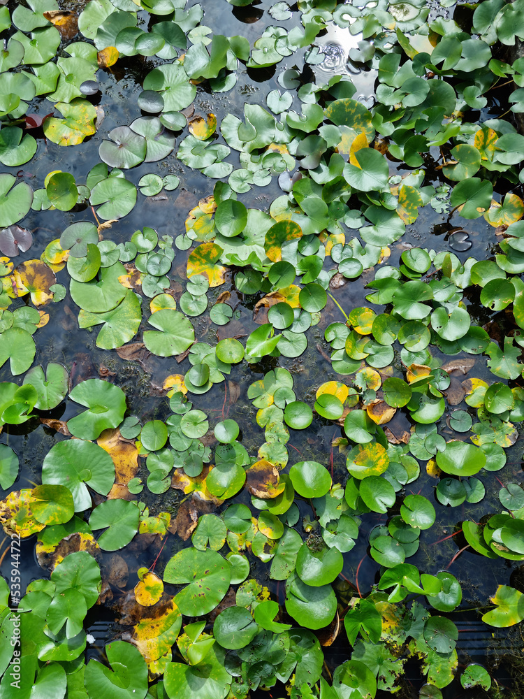 It is a water lily planted abundantly in the pond.
It is a water lily planted abundantly in the pond.