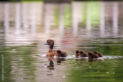 Female Tufted duck swims with her ducklings in green lake