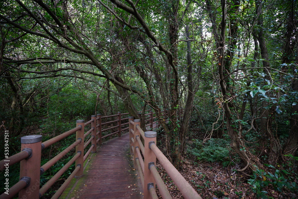 mossy old trees and boardwalk mossy old trees and boardwalk