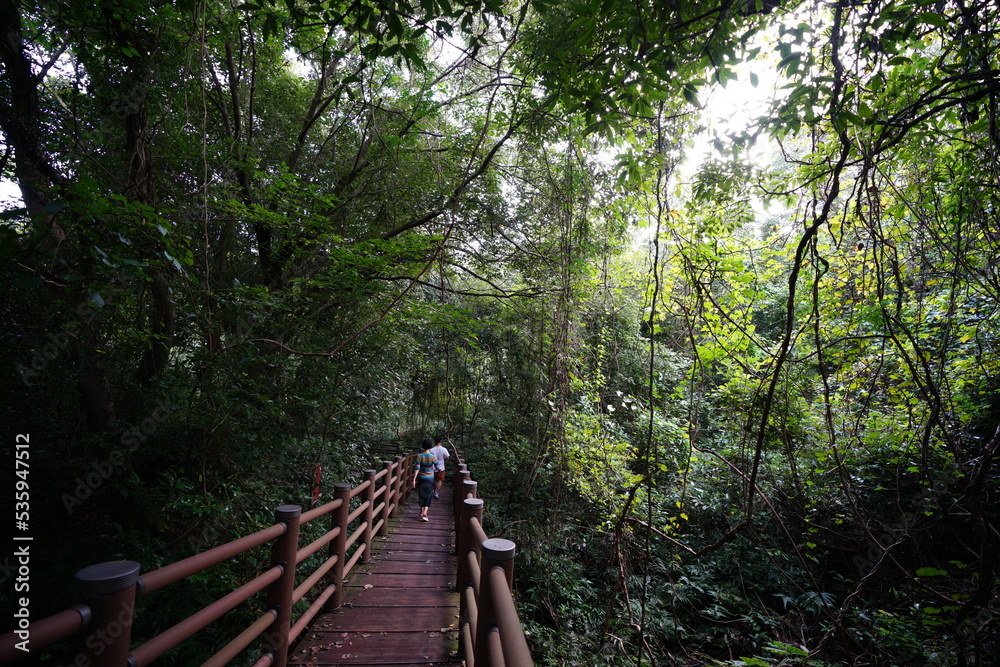 Obraz premium pathway through thick wild forest