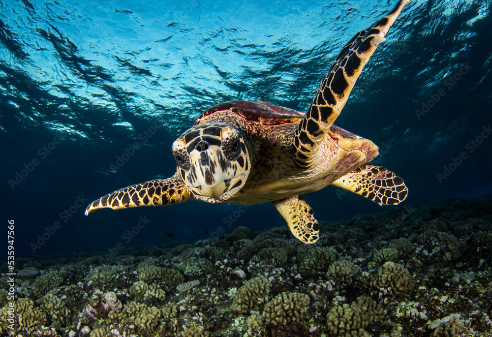 Naklejka premium Hawksbill sea turtle on the reef