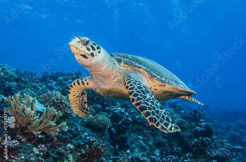 Hawksbill sea turtle on the reef