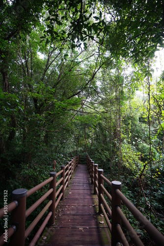 pathway through thick wild forest