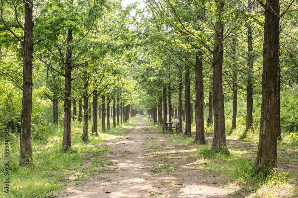 path in the woods