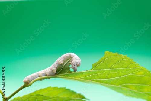 One silkworm eating mulberry leaves photo
