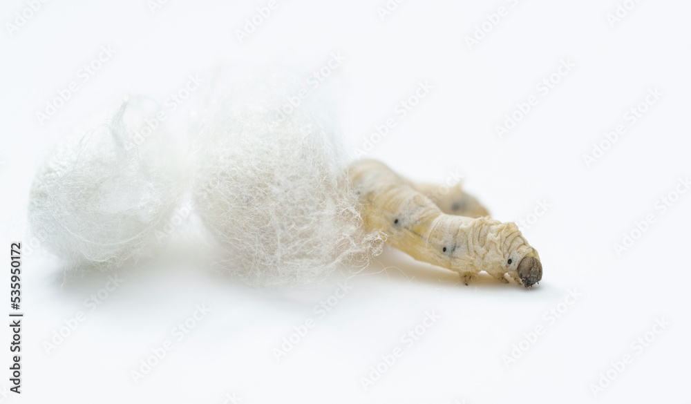 Silkworm make cocoon on white background