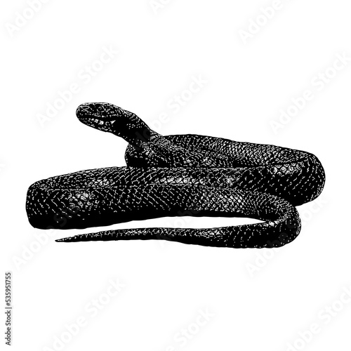 Indigo Snake hand drawing vector illustration isolated on background.
