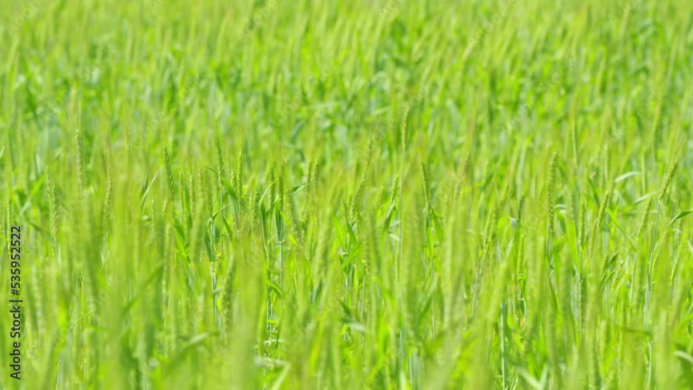 Juicy fresh ears of young green wheat on nature in spring summer. Ripening ears of wheat field. Slow motion. Juicy fresh ears of young green wheat on nature in spring summer. Ripening ears of wheat field. Slow motion.