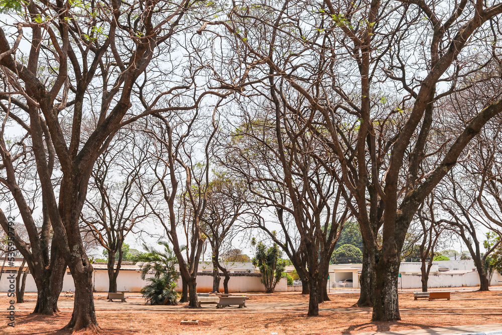landscapes with dry and leafless trees landscapes with dry and leafless trees