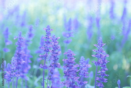 Flower  Beautiful  Lavender