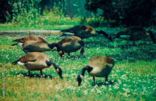 geese on a meadow