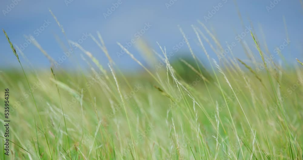 Close Up Of Grain Crops and Tall Grass Swaying With The Wind In a Large Open Field. selective focus Close Up Of Grain Crops and Tall Grass Swaying With The Wind In a Large Open Field. selective focus