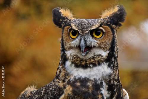 Great horned owl (Bubo virginianus).