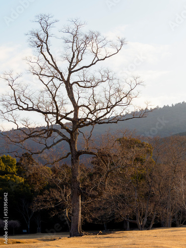 奈良公園飛火野の枯れ木