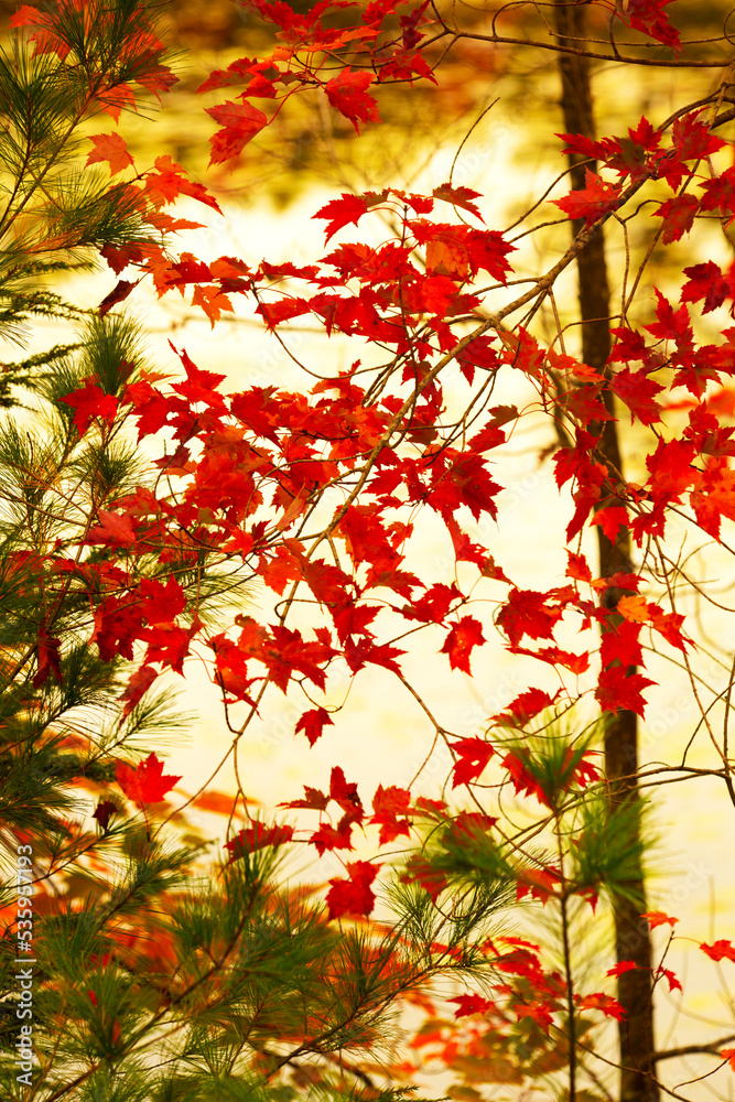 Autumn leaves along Horseshoe Pond in Andover, New Hampshire. Autumn leaves along Horseshoe Pond in Andover, New Hampshire.