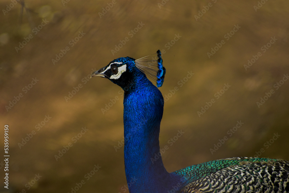 Obraz premium peacock with feathers