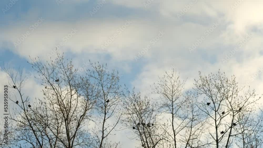 Bare tree canopys swinging in the wind against the sky with birds resting in the branches, static shot Bare tree canopys swinging in the wind against the sky with birds resting in the branches, static shot