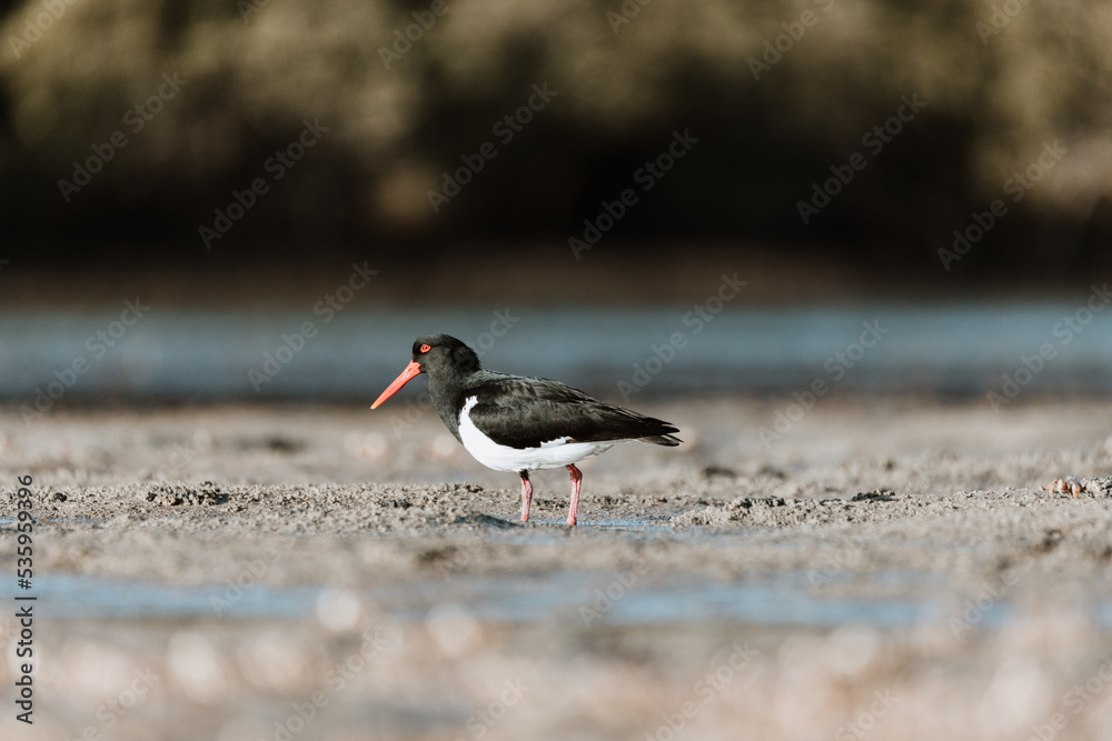 Pied Oystercatcher bird looking for crabs at a lake Pied Oystercatcher bird looking for crabs at a lake
