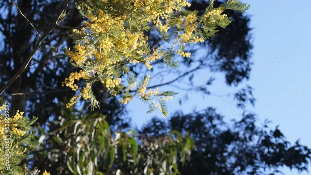 Black wattle foliage in bloom swinging in the breeze. Native flora. Acacia decurrens. Tilt up shot Black wattle foliage in bloom swinging in the breeze. Native flora. Acacia decurrens. Tilt up shot