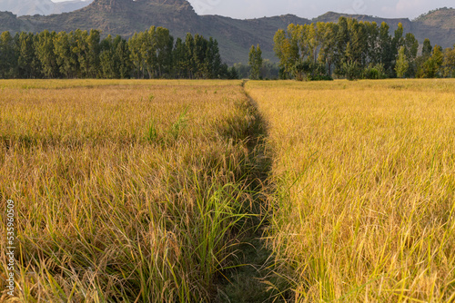Obraz na plátne Two different varieties of rice produce side by side in the field