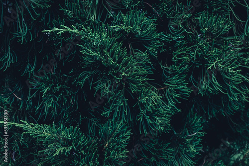 Fototapeta Naklejka Na Ścianę i Meble -  Concept of pine leaves dark green texture abstract tropical leaf nature background