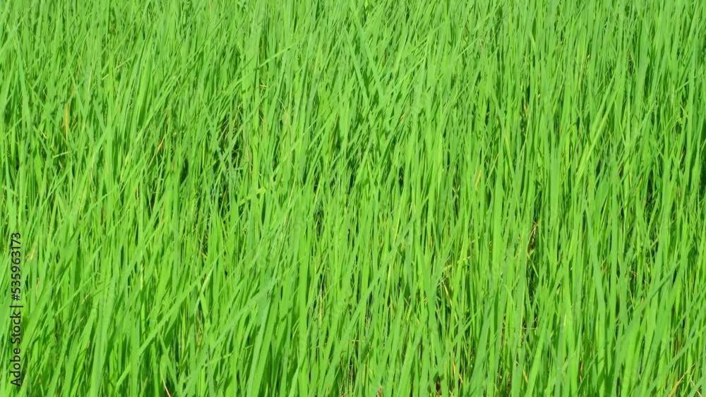 The green rice fields move in the wind.
