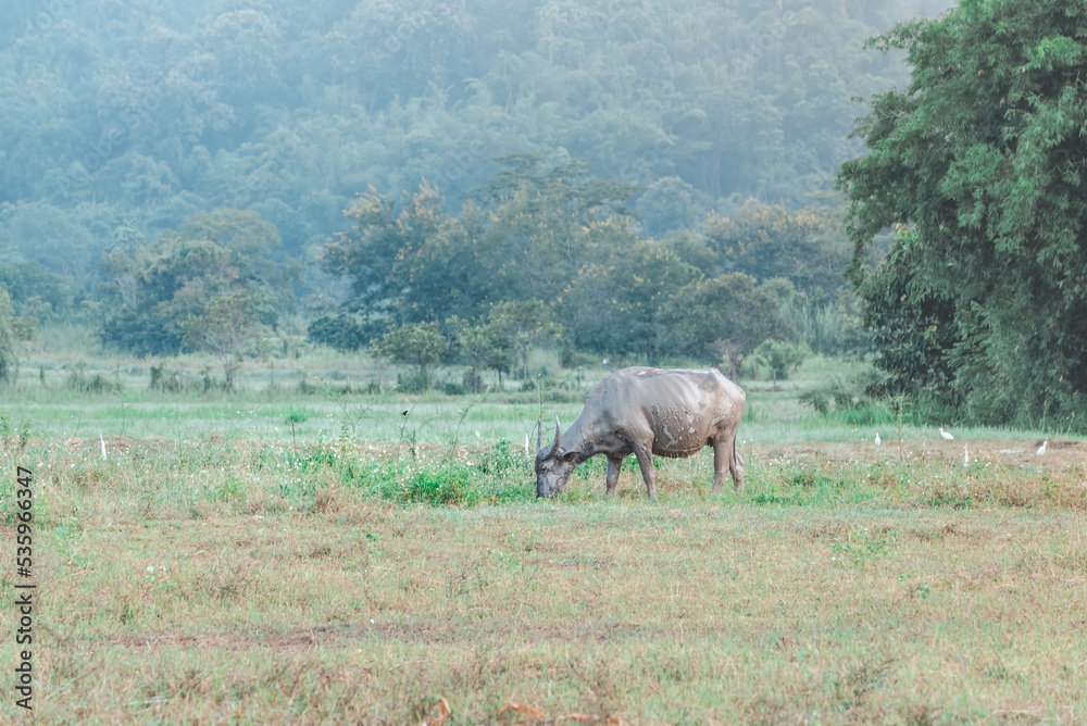 Thai buffalo eat grass in a wide field ,Horned buffalo, In nature at northern thailand.