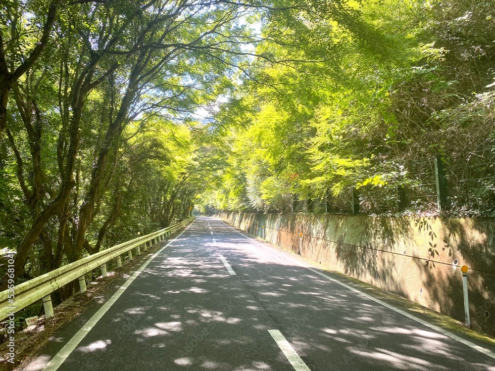 Obraz premium 五色台】緑のトンネル木漏れ日が差す山道