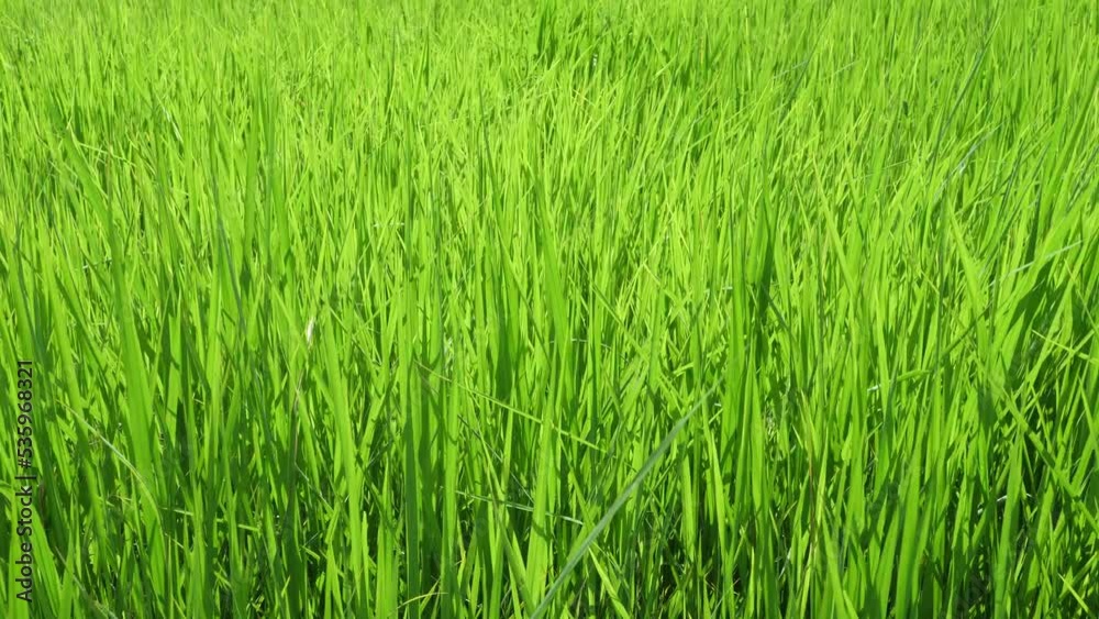 The green rice fields move in the wind. The green rice fields move in the wind.