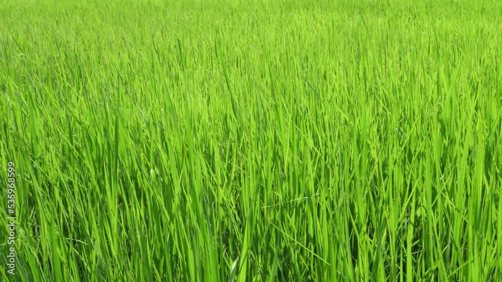 The green rice fields move in the wind. The green rice fields move in the wind.