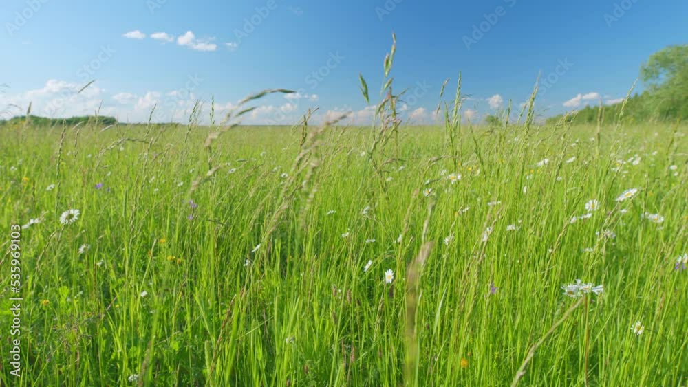 Chamomile flowers swaying in the wind in summer day. Gorgeous summer field with daisies. Slow motion. Chamomile flowers swaying in the wind in summer day. Gorgeous summer field with daisies. Slow motion.