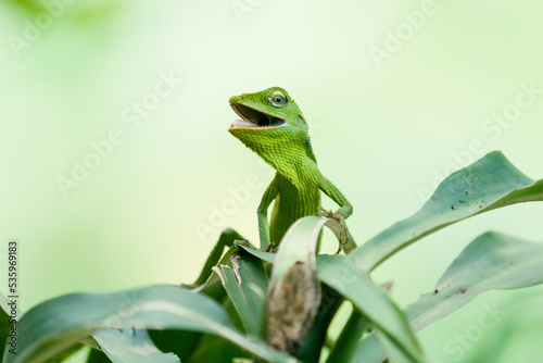 Maned Forest Lizard. Green Lizard in laef  (Bronchocela jubata)