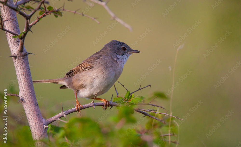 Common Whitethroat (Sylvia communis) is a warbler that lives in scrub and forest areas. it is common in Asia, Europe and Africa. Common Whitethroat (Sylvia communis) is a warbler that lives in scrub and forest areas. it is common in Asia, Europe and Africa.