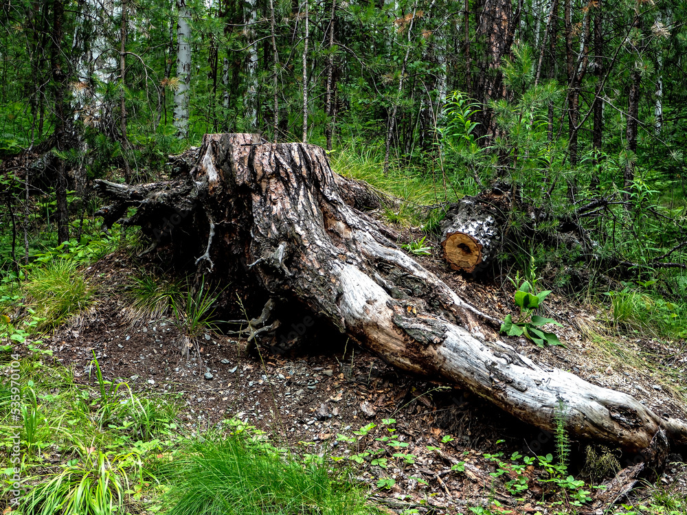 old picturesque stump in a mixed forest old picturesque stump in a mixed forest