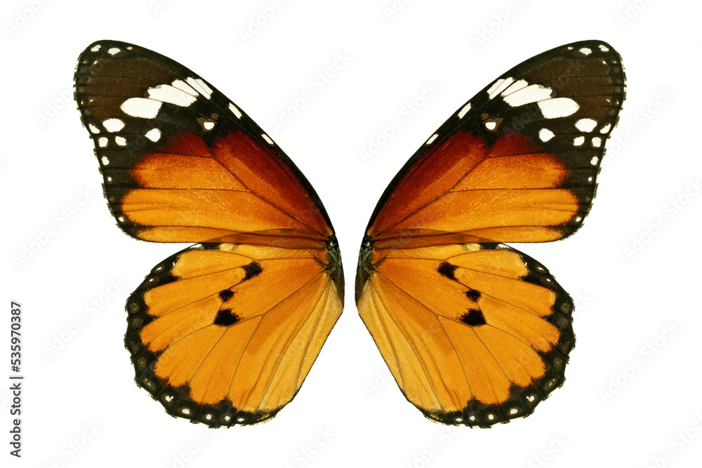 monarch butterfly wing monarch butterfly wing