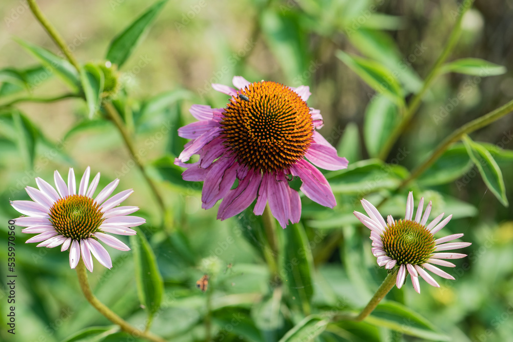 Echinacea grows in city parks Echinacea grows in city parks