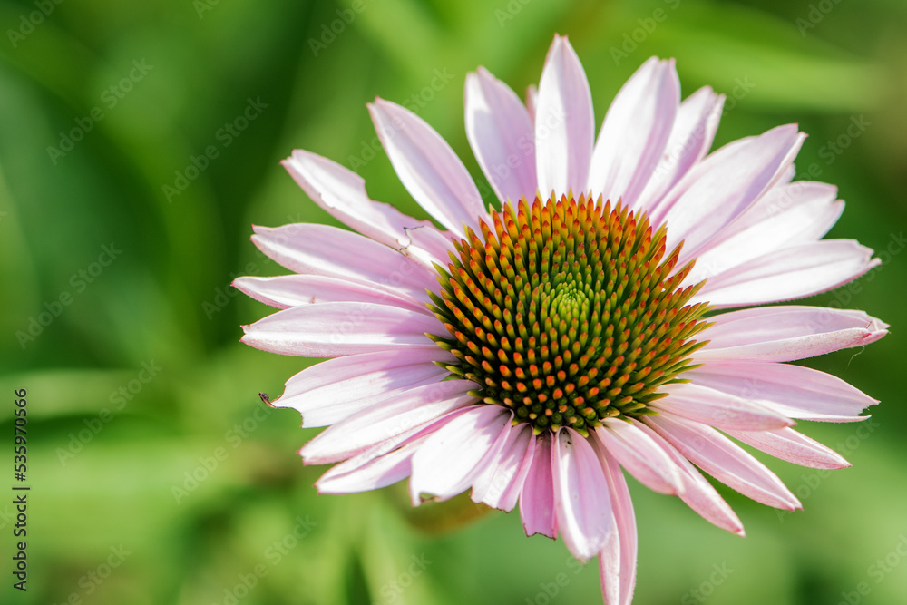 Echinacea grows in city parks Echinacea grows in city parks