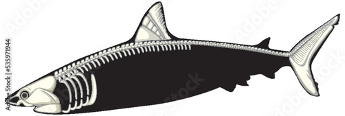 Anatomy of shark with skeleton